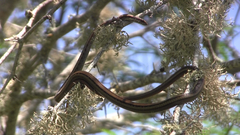 Pseudalsophis biserialis