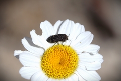 Acmaeoderella flavofasciata