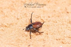 Anisoplia tempestiva