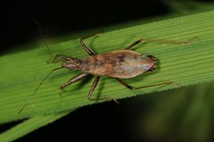 Nabis rufusculus