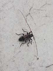 Leiopus femoratus