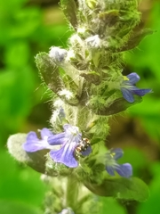 Anthrenus picturatus