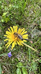 Apis mellifera