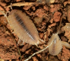 Lucasius andalusicus