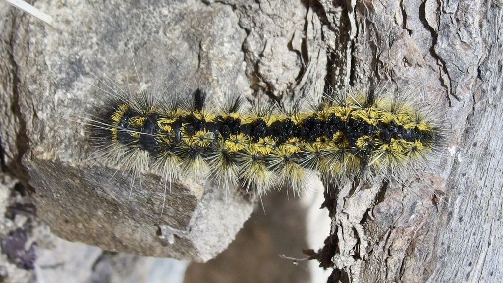 Écaille chinée (Lophocampa argentata)