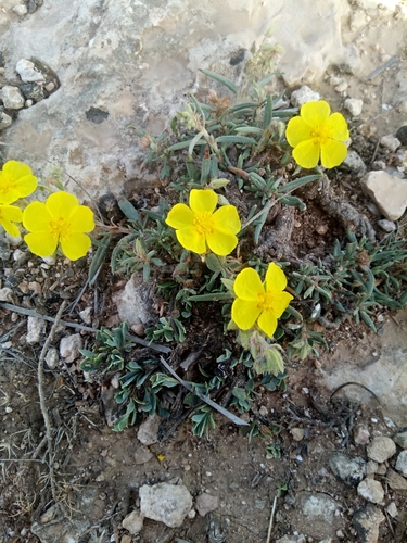 Helianthemum syriacum image