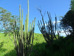 Cephalocereus scoparius