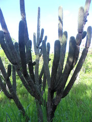 Cephalocereus