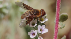 Thyridanthrax semitristis