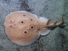 Common Torpedo photo 5