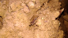 Microhyla achatina