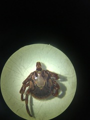 Amblyomma hebraeum