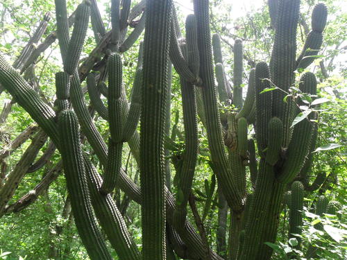Cephalocereus scoparius, photograph 6