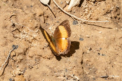 Cirrochroa satellita