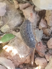 Porcellio variabilis
