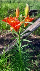 Lilium bulbiferum