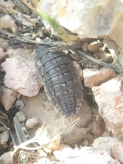 Porcellio variabilis