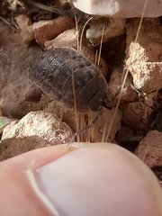 Porcellio variabilis
