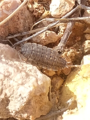 Porcellio variabilis