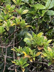 Scaevola glabra