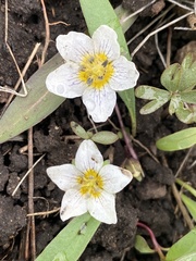 Hesperochiron pumilus