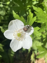 Trichiotinus piger