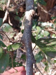 Philenoptera violacea