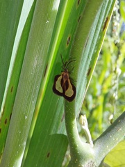 Eurypharsa nobilis