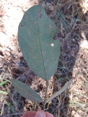 Philenoptera violacea