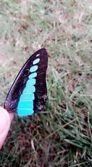Graphium sarpedon