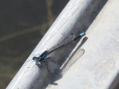 Enallagma geminatum