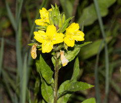 Oenothera rubricaulis