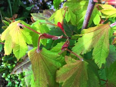 Acer circinatum
