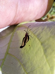 Eurypharsa nobilis
