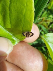 Eurypharsa nobilis