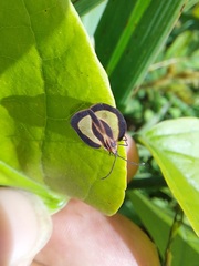 Eurypharsa nobilis