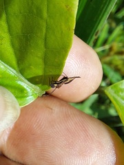 Eurypharsa nobilis