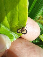 Eurypharsa nobilis