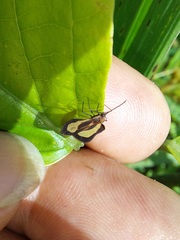 Eurypharsa nobilis