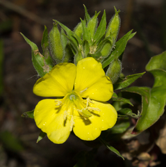 Oenothera rubricaulis