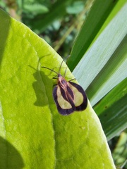 Eurypharsa nobilis