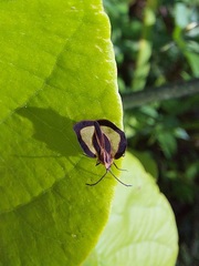 Eurypharsa nobilis