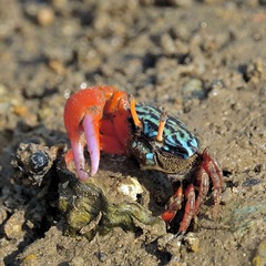 Paraleptuca splendida