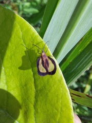 Eurypharsa nobilis