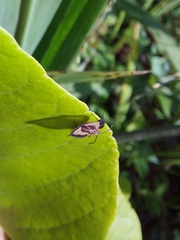 Eurypharsa nobilis