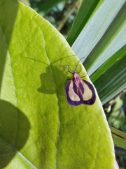 Eurypharsa nobilis
