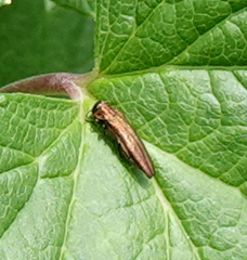 Agrilus ribesi