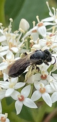 Andrena integra
