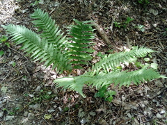 Dryopteris filix-mas