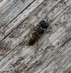 Ectemnius lituratus